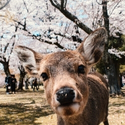 Nara & Osaka Landmarks Tour w/Lunch