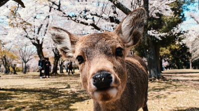 Nara & Osaka Landmarks Tour w/Lunch
